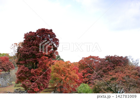 城跡の紅葉 城跡の紅葉 142781009