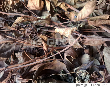 Dry brown leaves and twigs pile background for autumn seasonal gardening theme. Dry brown leaves and twigs pile background for autumn seasonal gardening theme. 142781062