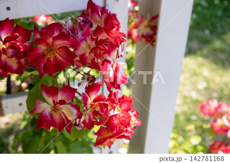 白いフェンスに映える鮮やかな赤と黄色のつるバラ「カクテル」の花 白いフェンスに映える鮮やかな赤と黄色のつるバラ「カクテル」の花 142781168