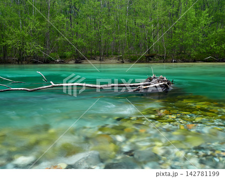 初夏の観光名所上高地の梓川のエメラルドグリーンの水面の風景 142781199