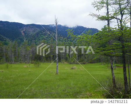 初夏の観光名所上高地の田代湿原の風景 初夏の観光名所上高地の田代湿原の風景 142781211