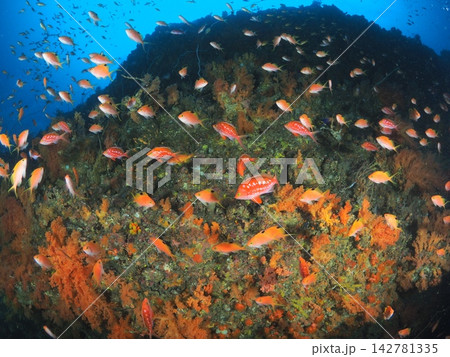 竜宮城のような海中世界　色とりどりの熱帯魚とソフトコーラルの岩礁 142781335