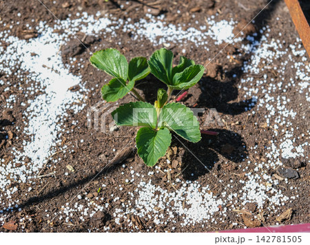 Top view of young green strawberry plant in dark soil with white mineral fertilizer granules around it. Seasonal autumn farm work for garden soil care and organic crop nourishment before winter. 142781505