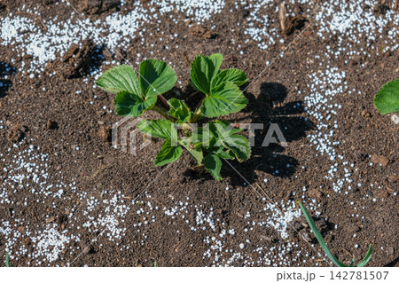 Top view of young green strawberry plant in dark soil with white mineral fertilizer granules around it. Seasonal autumn farm work for garden soil care and organic crop nourishment before winter. 142781507