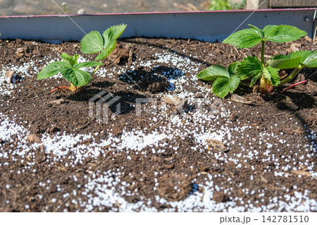 Top view of young green strawberry plant in dark soil with white mineral fertilizer granules around it. Seasonal autumn farm work for garden soil care and organic crop nourishment before winter. Top view of young green strawberry plant in dark soil with white mineral fertilizer granules around it. Seasonal autumn farm work for garden soil care and organic crop nourishment before winter. 142781510