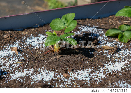 Top view of young green strawberry plant in dark soil with white mineral fertilizer granules around it. Seasonal autumn farm work for garden soil care and organic crop nourishment before winter. 142781511