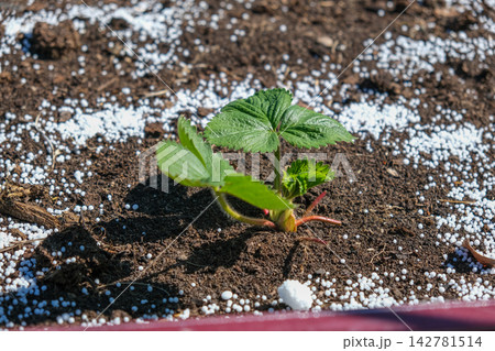 Top view of young green strawberry plant in dark soil with white mineral fertilizer granules around it. Seasonal autumn farm work for garden soil care and organic crop nourishment before winter. 142781514