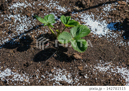 Top view of young green strawberry plant in dark soil with white mineral fertilizer granules around it. Seasonal autumn farm work for garden soil care and organic crop nourishment before winter. 142781515