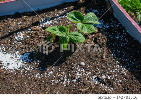 Top view of young green strawberry plant in dark soil with white mineral fertilizer granules around it. Seasonal autumn farm work for garden soil care and organic crop nourishment before winter. 142781516