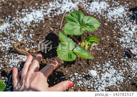 Top view of young green strawberry plant in dark soil with white mineral fertilizer granules around it. Seasonal autumn farm work for garden soil care and organic crop nourishment before winter. 142781517