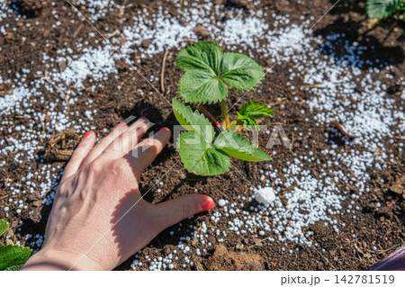 Top view of young green strawberry plant in dark soil with white mineral fertilizer granules around it. Seasonal autumn farm work for garden soil care and organic crop nourishment before winter. Top view of young green strawberry plant in dark soil with white mineral fertilizer granules around it. Seasonal autumn farm work for garden soil care and organic crop nourishment before winter. 142781519