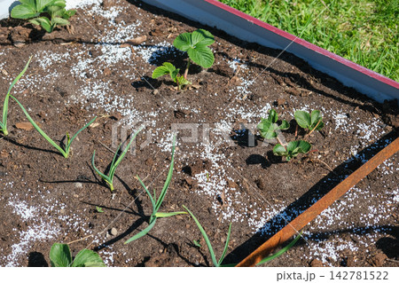 Top view of young green strawberry plant in dark soil with white mineral fertilizer granules around it. Seasonal autumn farm work for garden soil care and organic crop nourishment before winter. 142781522