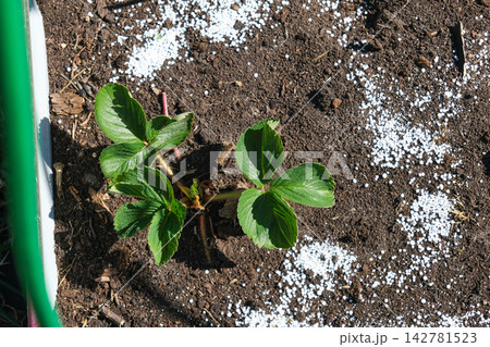 Top view of young green strawberry plant in dark soil with white mineral fertilizer granules around it. Seasonal autumn farm work for garden soil care and organic crop nourishment before winter. 142781523
