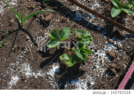 Top view of young green strawberry plant in dark soil with white mineral fertilizer granules around it. Seasonal autumn farm work for garden soil care and organic crop nourishment before winter. 142781528