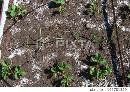 Top view of young green strawberry plant in dark soil with white mineral fertilizer granules around it. Seasonal autumn farm work for garden soil care and organic crop nourishment before winter. 142781529