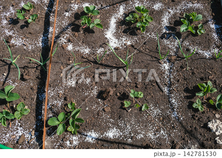 Top view of young green strawberry plant in dark soil with white mineral fertilizer granules around it. Seasonal autumn farm work for garden soil care and organic crop nourishment before winter. 142781530