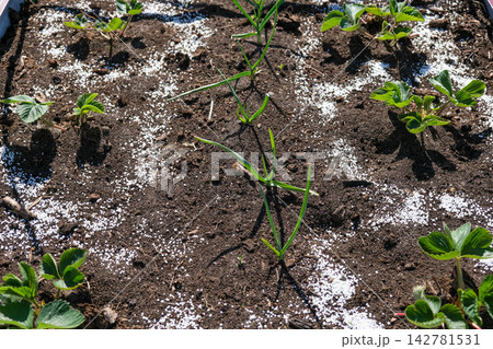 Top view of young green strawberry plant in dark soil with white mineral fertilizer granules around it. Seasonal autumn farm work for garden soil care and organic crop nourishment before winter. 142781531