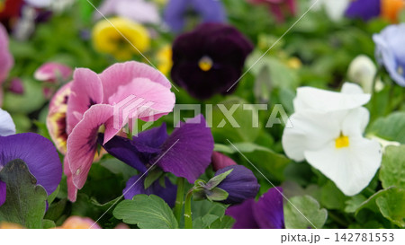 Wild pansies, Viola Tricolor, also known as Johnny Jump Up. Many Purple and Yellow Flowers. Pansies on a Backyard. Landscaping in Green Home Garden. Landscape Design with Flower beds in Summer. 142781553
