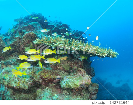 石垣島のテーブルサンゴと黄色い熱帯魚の群れ 石垣島のテーブルサンゴと黄色い熱帯魚の群れ 142781644