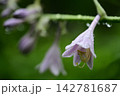 雨滴に濡れるオオバギボウシの花 142781687