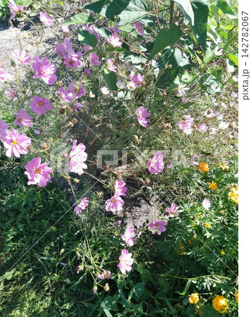 Scenic Garden Landscape with Blooming Wildflowers 142782067