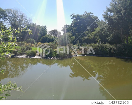 Water Lilies and Green Lily Pads Floating on Peaceful Garden Pond in Summer 142782106