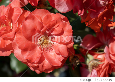 満開に咲き誇るアプリコットオレンジの修景バラの花 142782239