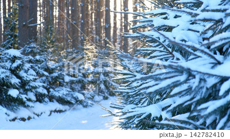 Close up of green pine branches covered with fresh white snow in forest. Seasonal winter landscape background with bright warm sun light rays shining through soft blurred background tree trunks. Close up of green pine branches covered with fresh white snow in forest. Seasonal winter landscape background with bright warm sun light rays shining through soft blurred background tree trunks. 142782410