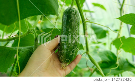 Close-up of damaged green cucumber with skin cracking web pattern hanging in greenhouse. Organic farming agriculture problem, plant disease or growth defect on blurred natural foliage background. Close-up of damaged green cucumber with skin cracking web pattern hanging in greenhouse. Organic farming agriculture problem, plant disease or growth defect on blurred natural foliage background. 142782420