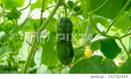 Close-up of damaged green cucumber with skin cracking web pattern hanging in greenhouse. Organic farming agriculture problem, plant disease or growth defect on blurred natural foliage background. Close-up of damaged green cucumber with skin cracking web pattern hanging in greenhouse. Organic farming agriculture problem, plant disease or growth defect on blurred natural foliage background. 142782424