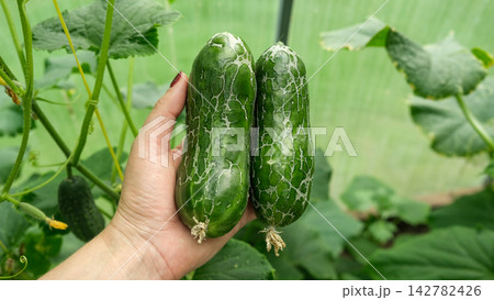 Close-up of damaged green cucumber with skin cracking web pattern hanging in greenhouse. Organic farming agriculture problem, plant disease or growth defect on blurred natural foliage background. Close-up of damaged green cucumber with skin cracking web pattern hanging in greenhouse. Organic farming agriculture problem, plant disease or growth defect on blurred natural foliage background. 142782426