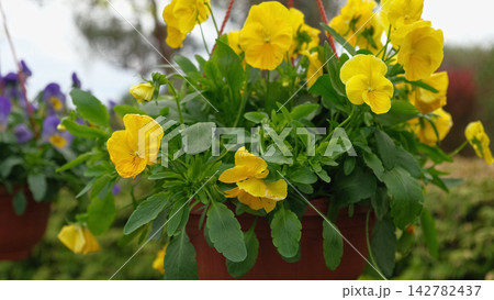 Colorful greenhouse garden center aisle lined with hanging baskets, pansy beds, daffodils and mixed spring blooms paved walkway, racks, retail nursery, bright diffused light. Vibrant plant display Colorful greenhouse garden center aisle lined with hanging baskets, pansy beds, daffodils and mixed spring blooms paved walkway, racks, retail nursery, bright diffused light. Vibrant plant display 142782437