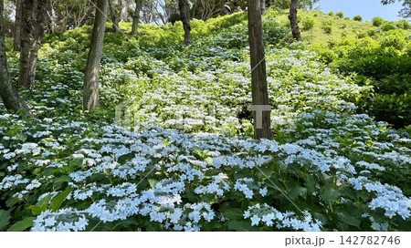 新緑の斜面に咲き競う白い紫陽花〈可睡ゆりの園/静岡県袋井市〉 142782746
