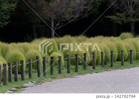 木製の柵に沿って丸く並ぶ緑色のコキアと遊歩道 142782794