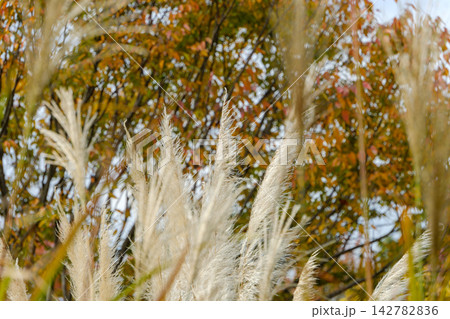 紅葉した木々を背景に風にそよぐすすきの穂 142782836