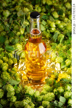 Amber lager beer bottle surrounded by fresh green hops cones on golden reflective surface 142783114