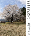 皆川城址公園に咲く満開の桜と青空 142783158