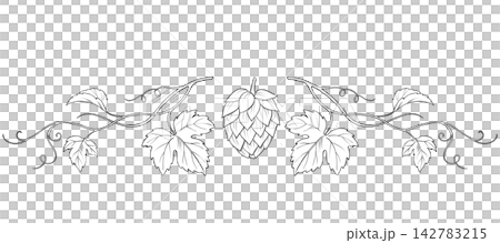 Hand-drawn illustration of a hop vine horizontal divider Hand-drawn illustration of a hop vine horizontal divider 142783215