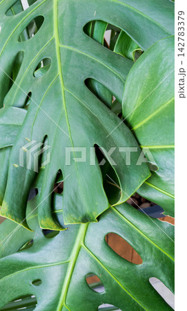 Green Monstera deliciosa leaves with natural holes. Botanical background. Veins and perforations on large tropical leaf. Tropical houseplant Green Monstera deliciosa leaves with natural holes. Botanical background. Veins and perforations on large tropical leaf. Tropical houseplant 142783379
