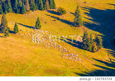 fir trees on a meadow down the will to coniferous forest in mountains of Romania. herd of sheep grazing on a hillside on sunny evening. Apuseni natural park fir trees on a meadow down the will to coniferous forest in mountains of Romania. herd of sheep grazing on a hillside on sunny evening. Apuseni natural park 142783728