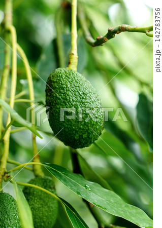 Close-up of a fresh Hass avocado fruit (Persea americana) ripening on a tree branch with water drops Close-up of a fresh Hass avocado fruit (Persea americana) ripening on a tree branch with water drops 142783756