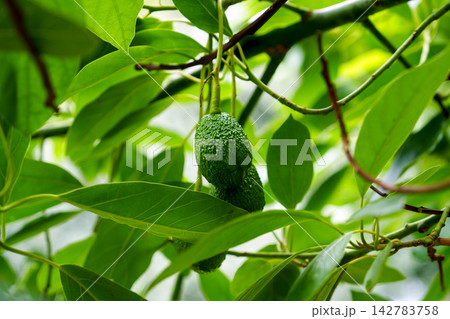 Avocado on a twig of Persea americana tree. Developing green fruit in agricultural plantation Avocado on a twig of Persea americana tree. Developing green fruit in agricultural plantation 142783758