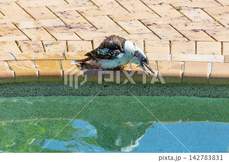 An Australian Kookaburra standing on the edge of a swimming pool 142783831