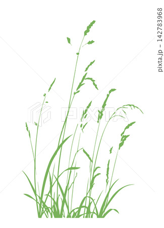 Grass green silhouette vector isolated on white background nature design illustration of grass plant pattern greenery artwork Hand drawn. Not AI, vector illustration. 142783968