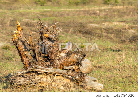 Uprooted tree stump decaying in a field 142784020