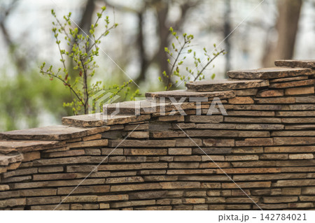 Stone wall emerging from nature with spring branches growing Stone wall emerging from nature with spring branches growing 142784021