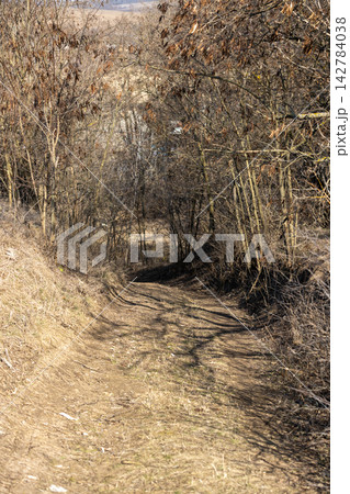Winding dirt road leading into a forest in early spring Winding dirt road leading into a forest in early spring 142784038