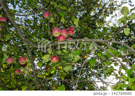 Organic apple orchard in the Central Eastern Alps in Austria. Organic apple orchard in the Central Eastern Alps in Austria. 142784080