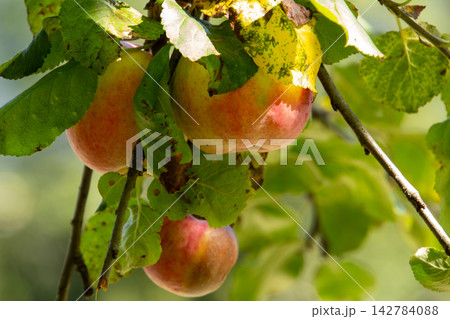 Organic apple orchard in the Central Eastern Alps in Austria. Organic apple orchard in the Central Eastern Alps in Austria. 142784088