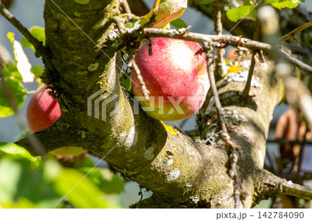 Organic apple orchard in the Central Eastern Alps in Austria. Organic apple orchard in the Central Eastern Alps in Austria. 142784090